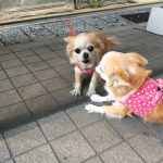 犬の写真