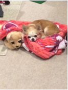 犬の写真
